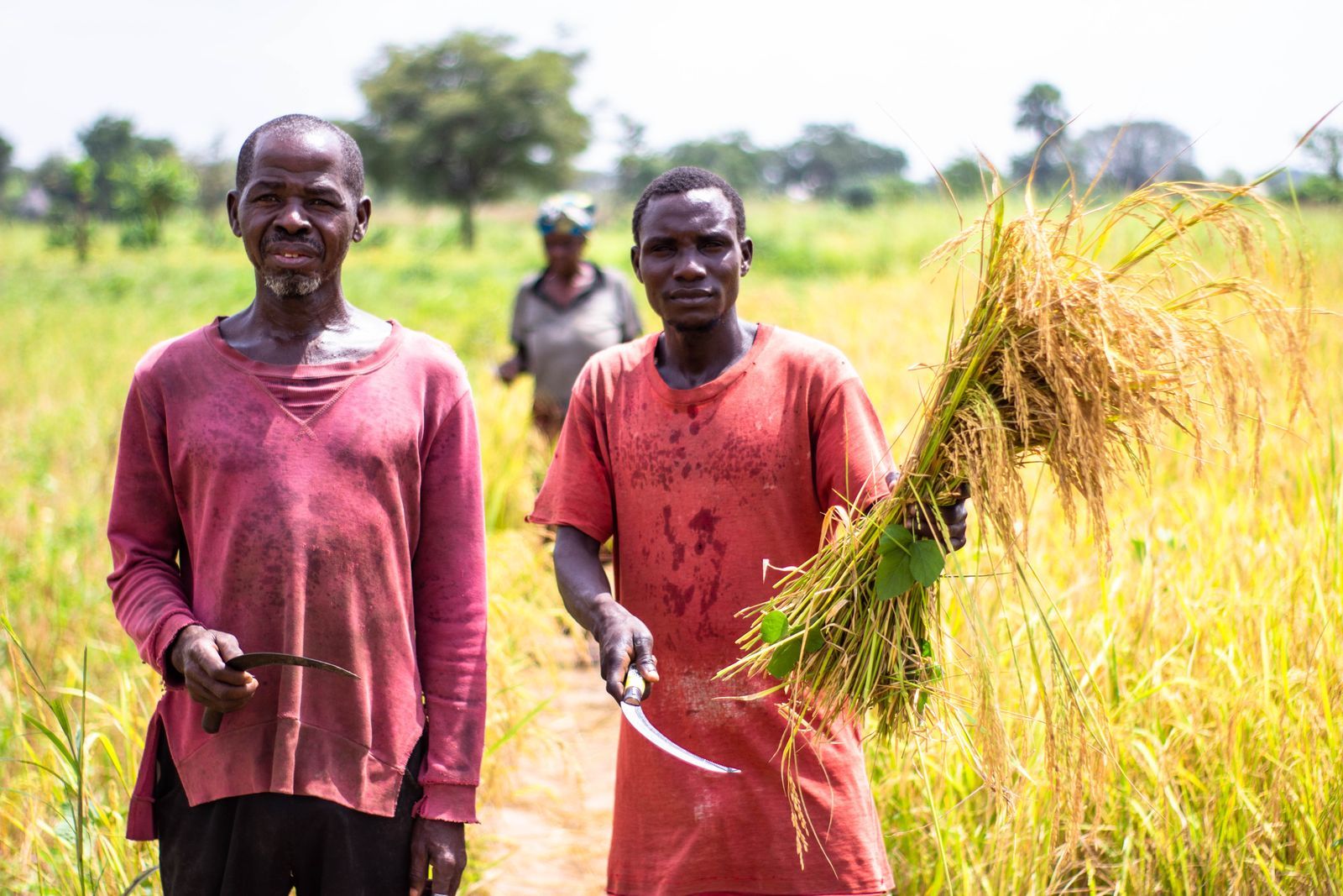 Farmers working together in a field