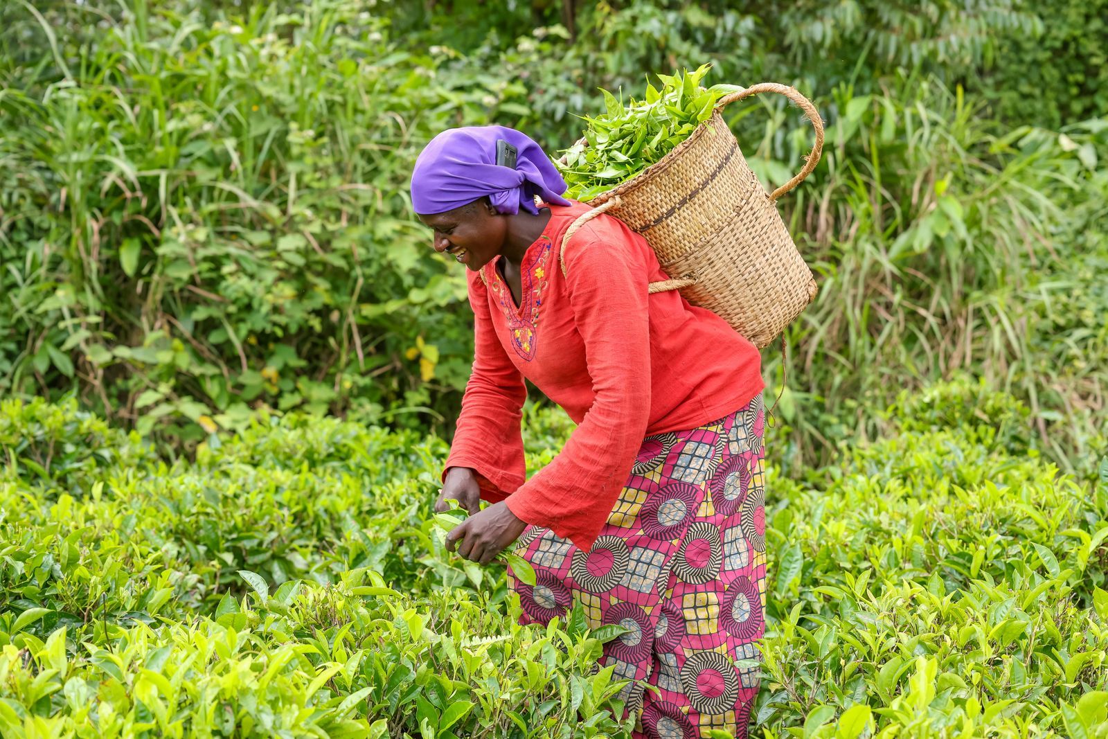 A farmer tending crops